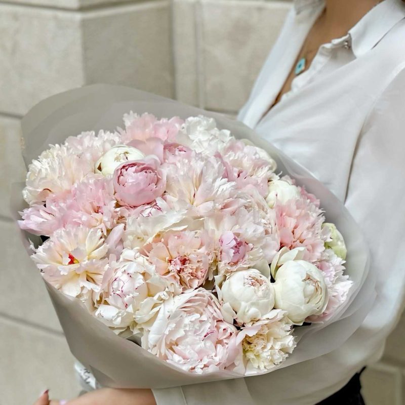 Paeonia Festiva Maxima