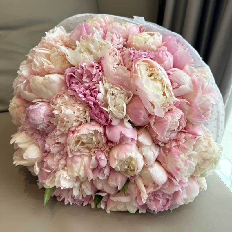 Blush Peony Cloud