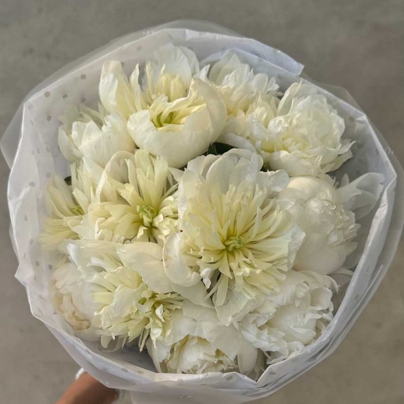 Pure White Peonies